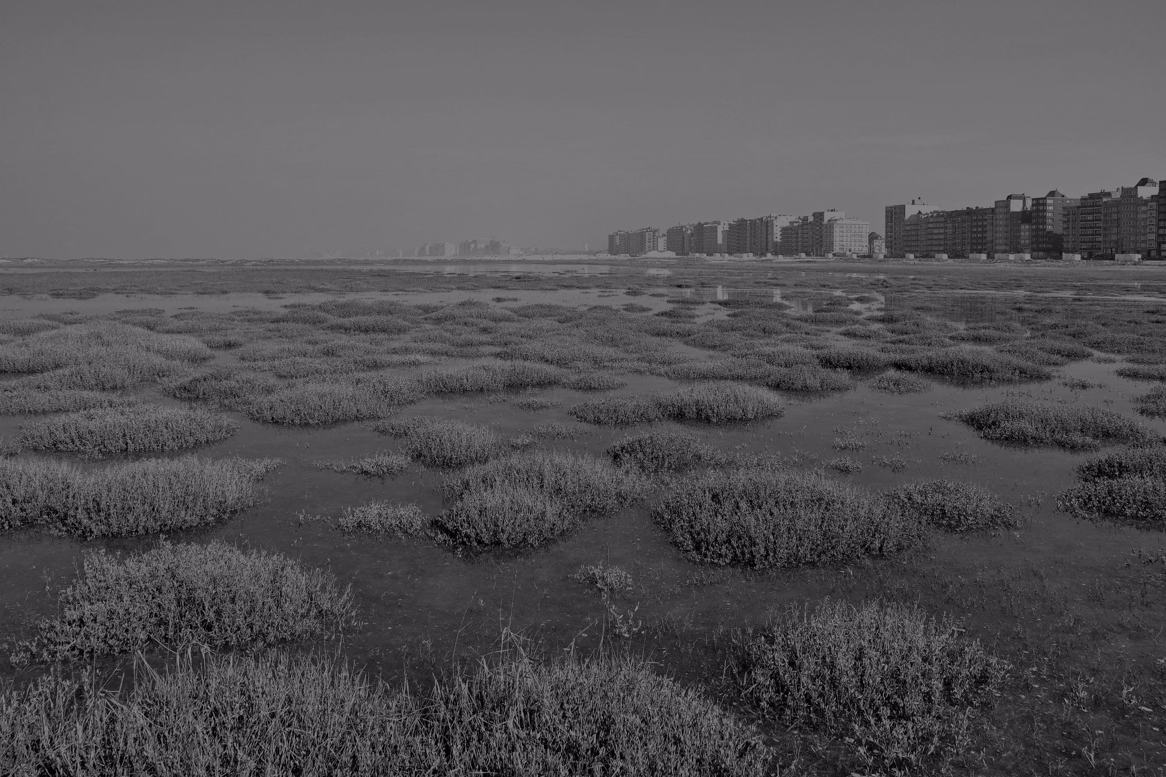 Salt-marsh tussocks in shallow water, with apartment blocks on the horizon.