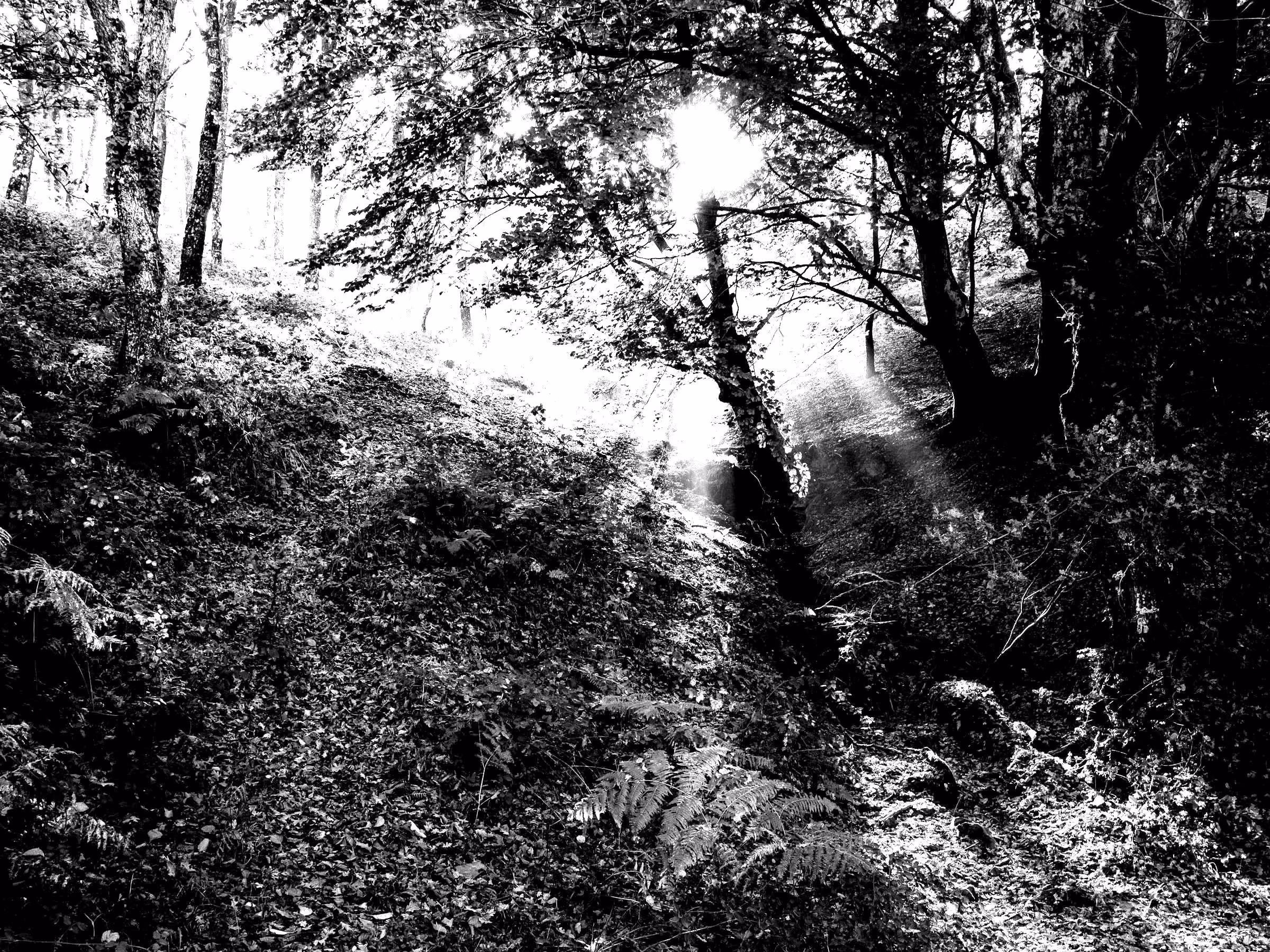 A sunlit forest path with autumn leaves and ferns in the Albertia mountain area.