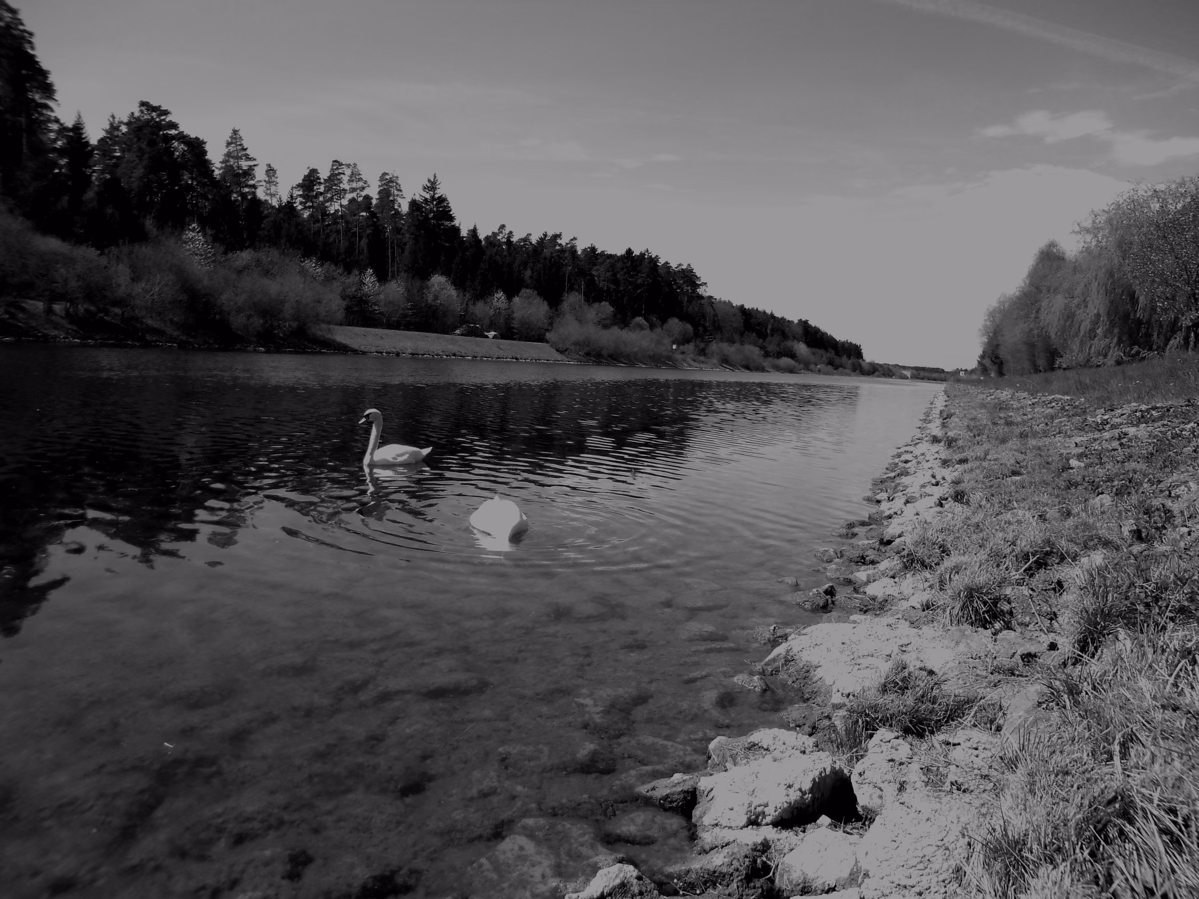 Swans on the still water of the Main-Danube Canal near Hilpoltstein, between a stony bank and a wooded shore.